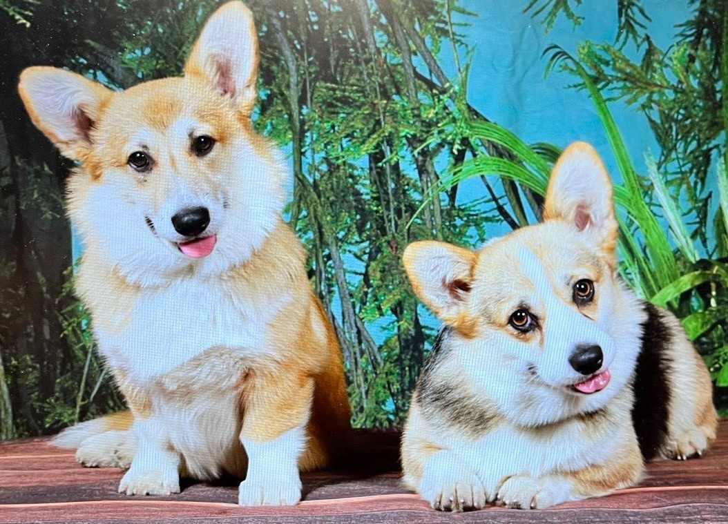 Quand les étoiles chuchotent