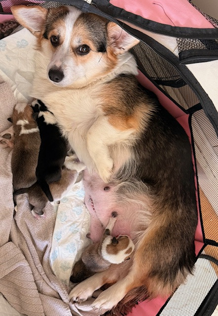 Sous une pluie d étoiles de nouveaux Corgis sont nés