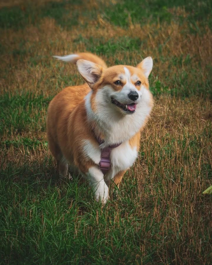 Bienvenue aux Terres d'Ohlain-Elevage familial de Welsh Corgi Pembroke