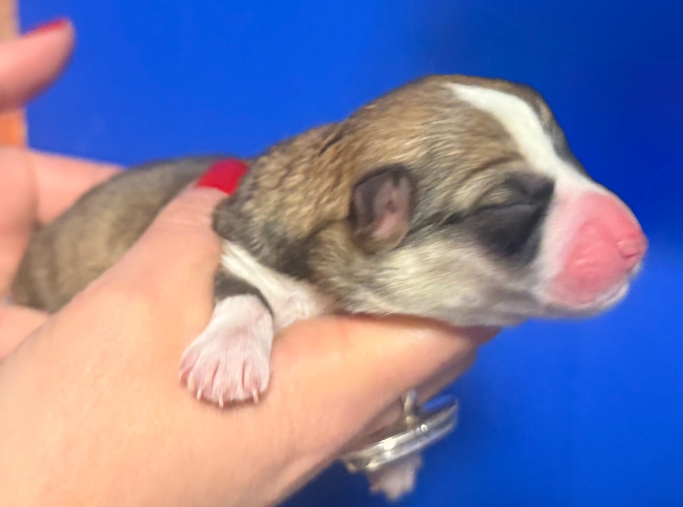 Des Terres D’Ohlain - Chiots disponibles - Welsh Corgi Pembroke