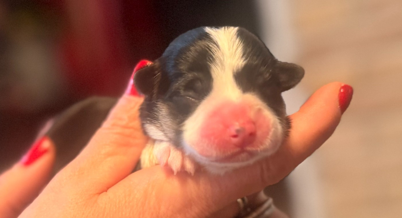 Des Terres D’Ohlain - Chiots disponibles - Welsh Corgi Pembroke