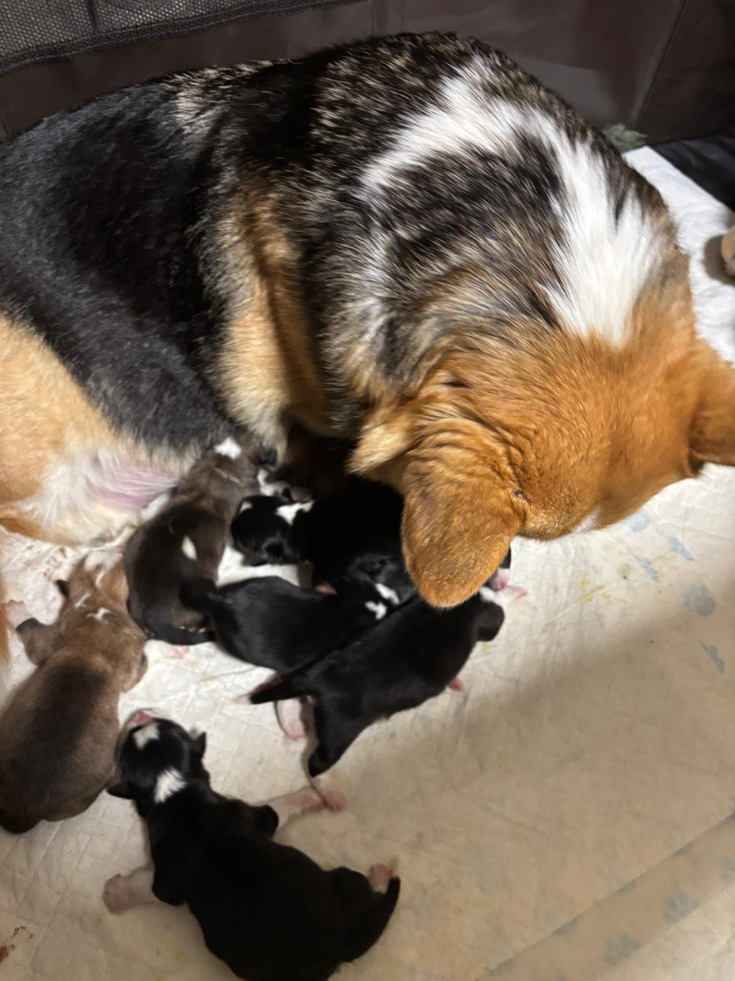 Chiot Welsh Corgi Pembroke Des Terres D’Ohlain