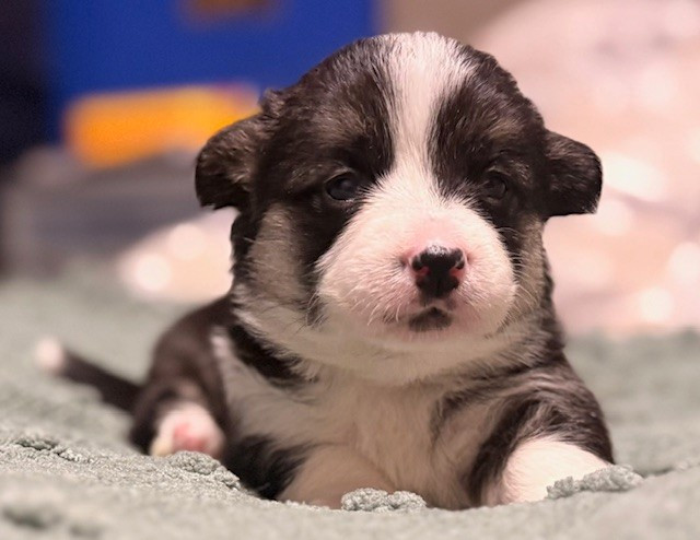 Des Terres D’Ohlain - Chiots disponibles - Welsh Corgi Pembroke