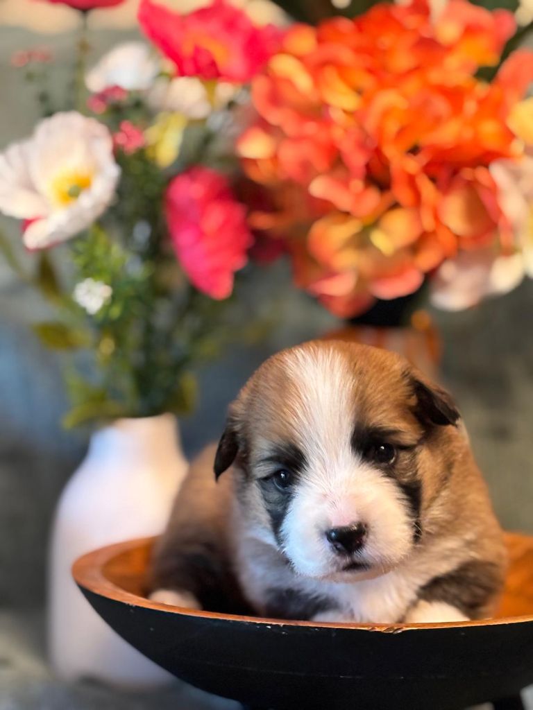 Des Terres D’Ohlain - Chiots disponibles - Welsh Corgi Pembroke