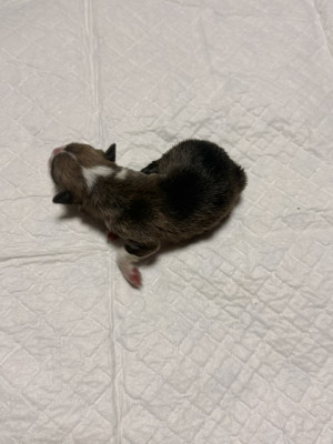 BUFFY (fauve)
