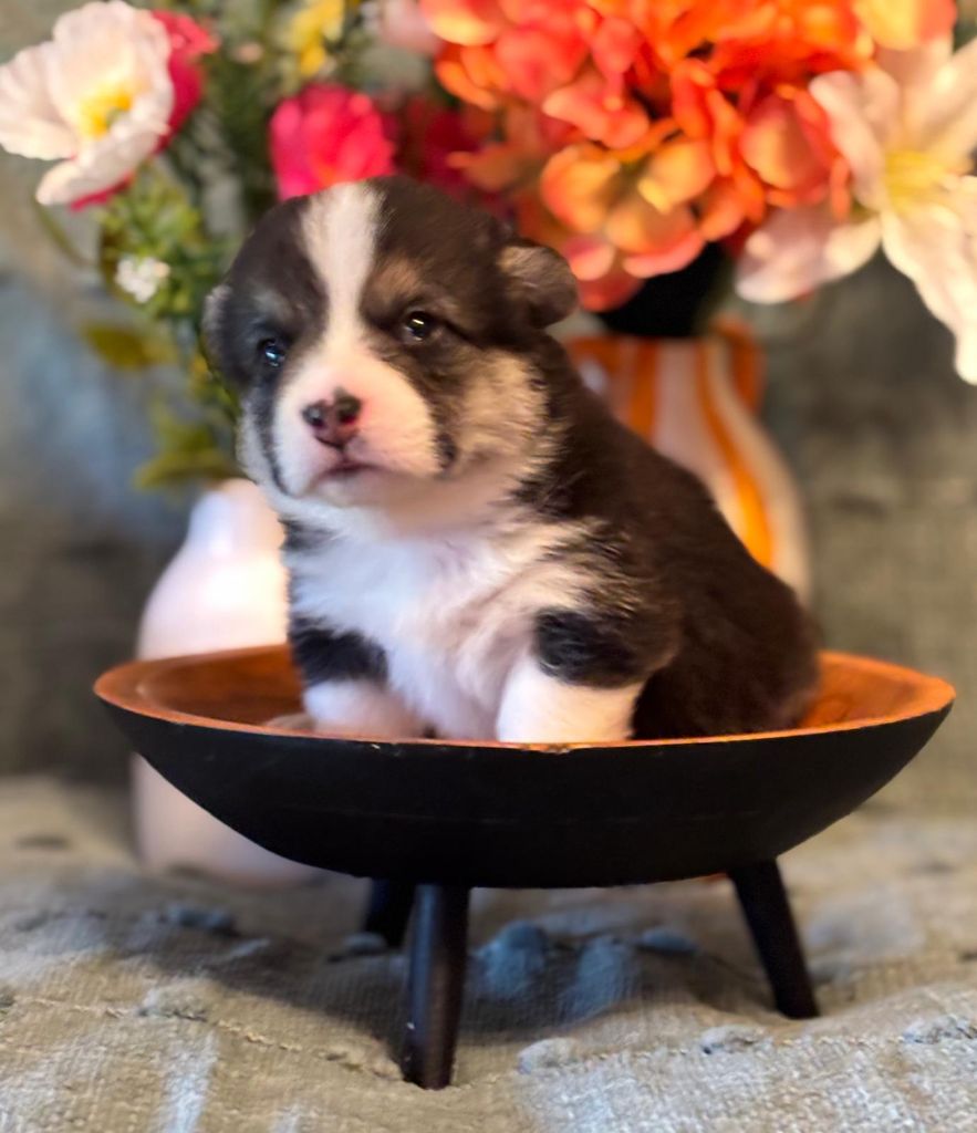 Des Terres D’Ohlain - Chiots disponibles - Welsh Corgi Pembroke
