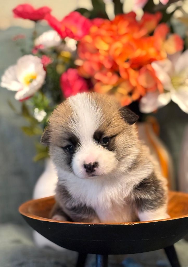 Des Terres D’Ohlain - Chiots disponibles - Welsh Corgi Pembroke