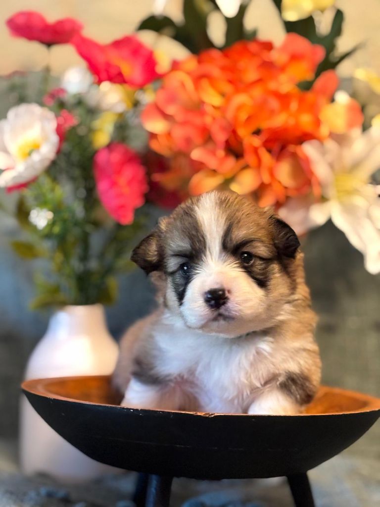Des Terres D’Ohlain - Chiots disponibles - Welsh Corgi Pembroke