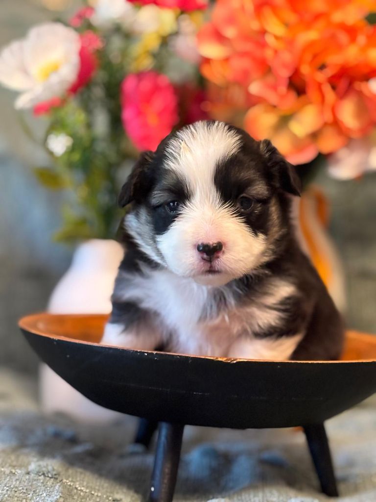 Des Terres D’Ohlain - Chiots disponibles - Welsh Corgi Pembroke
